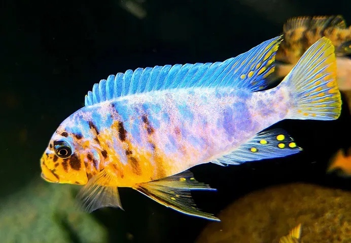Maylandia fainzilberi 'Pombo Rocks'